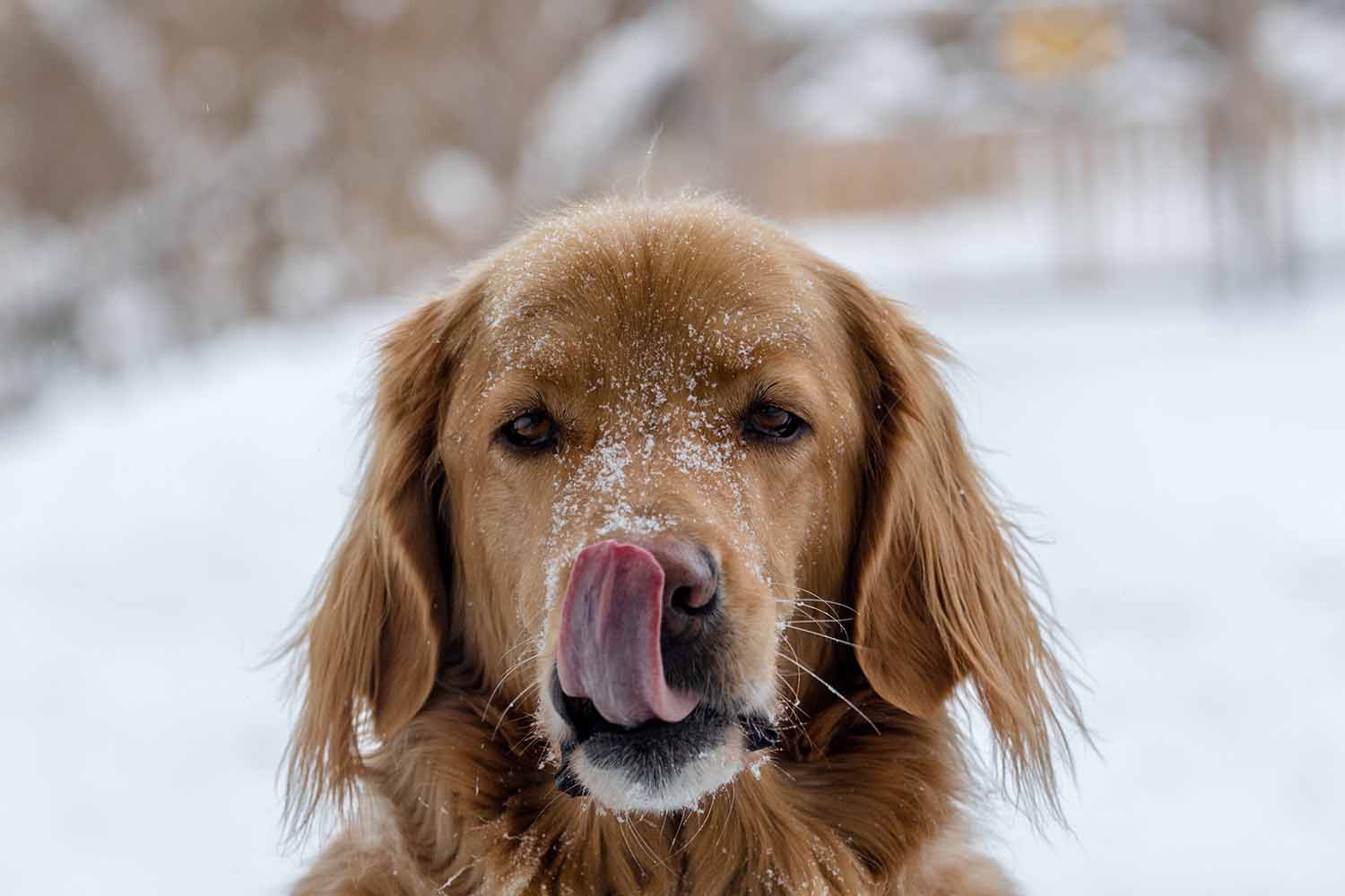 a dog licking its nose in the snow